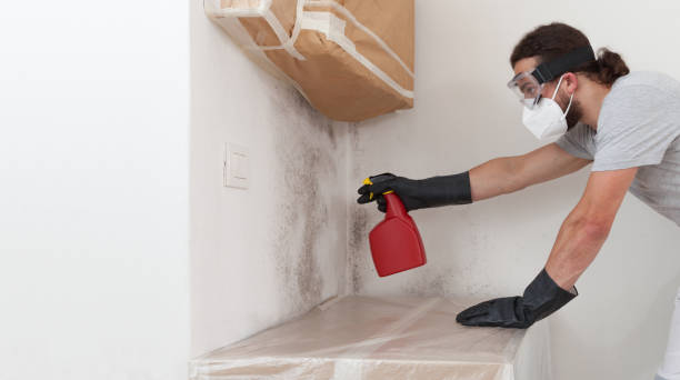 Professional Mold Removal technician working in Brighton, MA