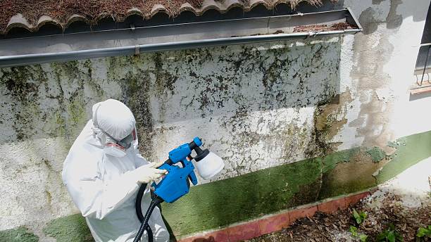 Trusted Attic Mold Removal service in Brighton, MA - Cheap Mold Removal